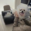 동백동물병원 | 용인동백24시간동물병원 강아지 피부종괴 그냥 두면 안되는 이유