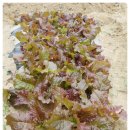 에스농장 이미지