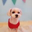 하이멍멍 이미지