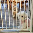 용두 농장 | [아벤티노의농장] 광주 애견동반 카페 용두동 자연마당 있는 대형카페 추천