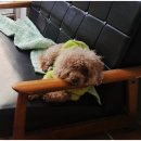 곁에 있을개 이미지