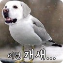 만수 | 꼬똥 드 툴레아 미용 양컷 변신 : 강아지 만수 미용 후기! (ft. 셀럽 도기)