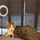 더 끌림 | 해운대 속눈썹펌|부산 속눈썹펌::광안리 더끌림뷰티 펌포인트연장 추천후기!!!