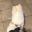 프랑소와펫(압구정점) 이미지