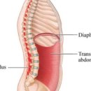 M체형교정&PT 이미지