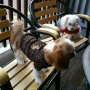 반려견 셀프미용 이미지