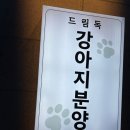 수원강아지분양 드림독 안심분양센터 수원점 이미지