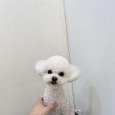 아우어펫 이미지