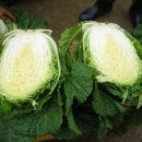 나래농장 | 유기농 절임배추 20kg 천일염 농장직송 김장배추