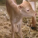 송아지 PC 이미지