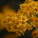 청초약국 이미지