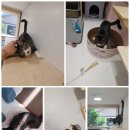 댕냥이살롱 이미지