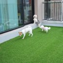 옐레드 애견유치원 & 애견호텔 대전노은점 이미지