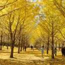 ☺ 10월 14일(월) 인제 원대리 자작나무숲 & 홍천 은행나무숲 (강원 인제,홍천) ☺ 이미지