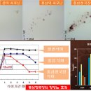 홍삼청국장 이미지