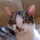 경인동물의료센터 이미지