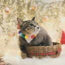 이쁘면다냥 이미지