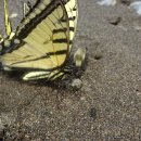 모나크(MONARCH)