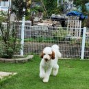 애견카페왕 | 남양주애견유치원 고민하다 방문한 애견카페왕 솔직 후기