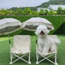 양평 몽이네 펜션A | 서울근교 양평 깔끔하고 개별운동장 수영장이 있는 애견펜션 추천 - 몽이네펜션 내돈내산 숙박 후기