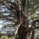 그린파크카 이미지