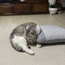 도도한 개냥이 이미지