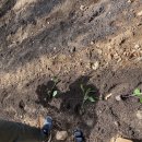 낙동종묘농약사 이미지