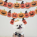 아모르 펫 살롱 이미지