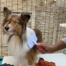 뽀송이네 목욕탕 이미지