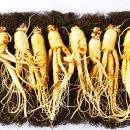 백삼농장 이미지