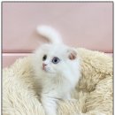 캣초딩 고양이분양 김포구래점 | 김포고양이 사랑스러운 아이들이 많은 캣초딩 고양이 김포구래점