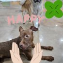 똥꼬발랄 이미지