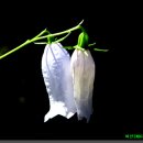 금강초롱 이미지