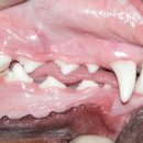 킴리동물병원 이미지