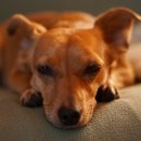 Dear My Pet 이미지