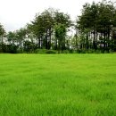 푸른초원 이미지