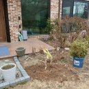 용인수지개인정윈기념식수 품종새연강사명 심곡 우아미 야음 봔왜성적소반겹매헌 적반H20 이미지
