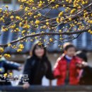 온花