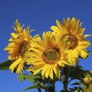 해바라기 이미지