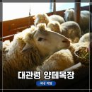 추운 겨울! 강원도 평창 &lt;대관령 양떼목장&gt; 탐방 및 방문 후기