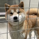 합천 일번지 켄넬 이미지