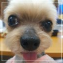 달콤하개 이미지