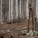 자작나무 조형물 이미지