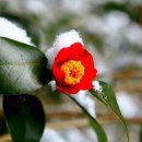 무괴아심 이미지