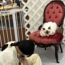 버만캣패밀리 이미지