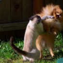 야옹야옹 이미지