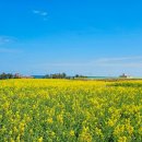 3월 17일 포항 호미곶 유채꽃축제 해안길트레킹~구룡포항~죽도시장 이미지