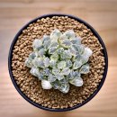 사금농장 이미지