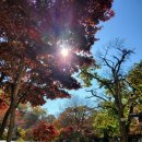 돌고개늘품 이미지