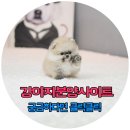 빼로독 강아지 안양평촌점 | 강아지분양사이트 궁금하면 클릭